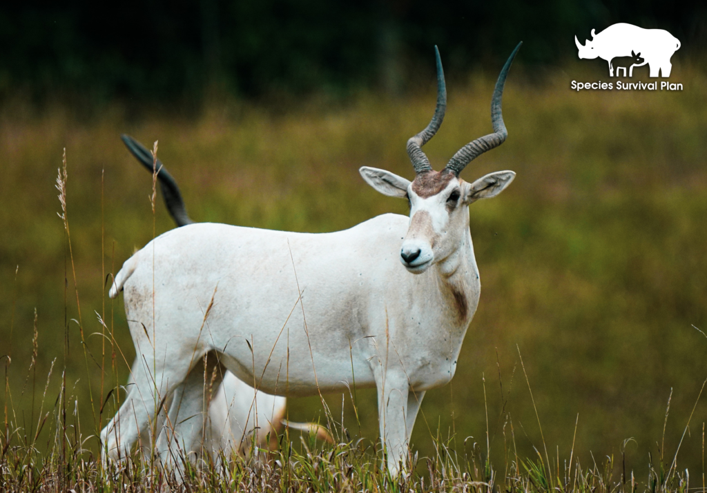 Addax-SSP