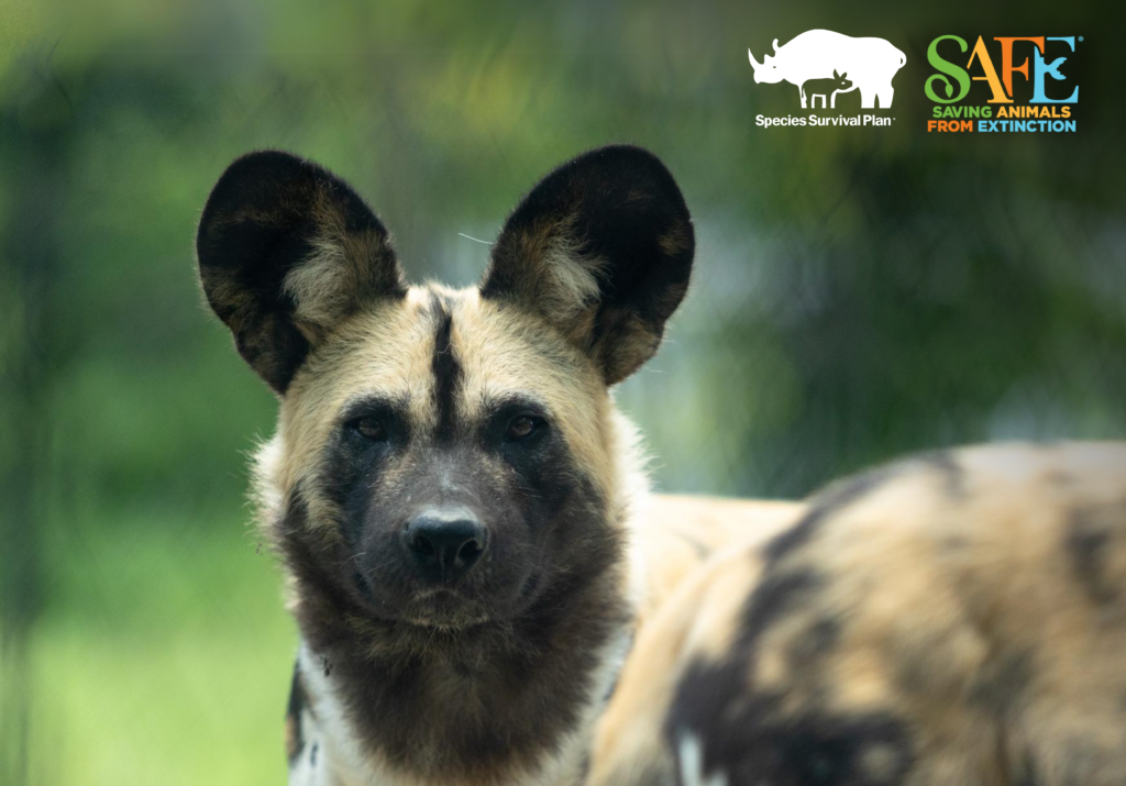 African Painted Dog - SSP & SAFE