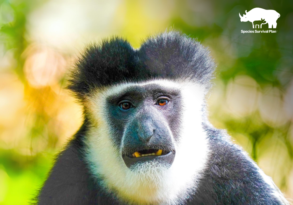 Black & White Colobus - SSP