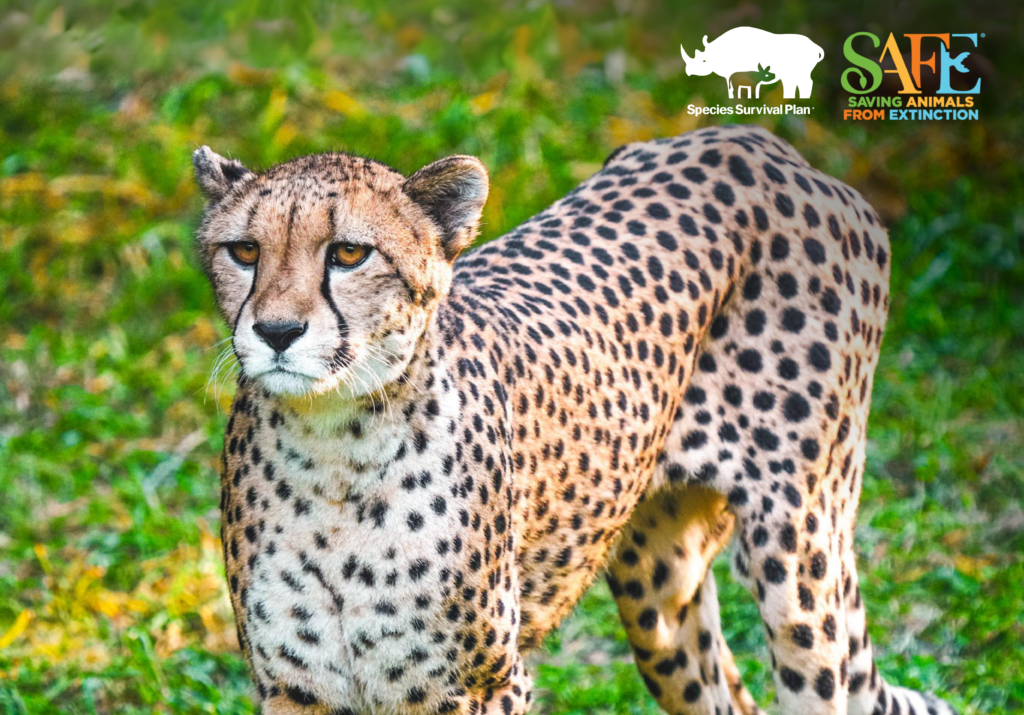 Cheetah SSP & SAFE