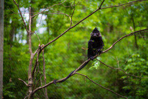 mangabey