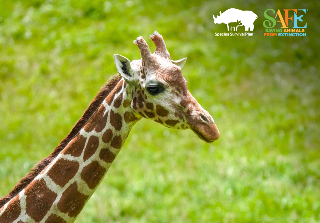 Giraffe SSP & SAFE