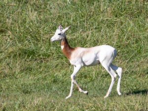 Addra Gazelle