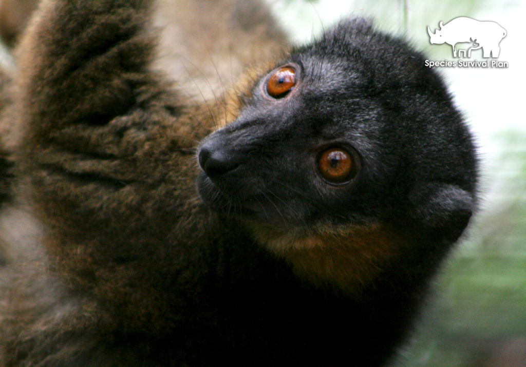 Collared-Brown-LemurSSP