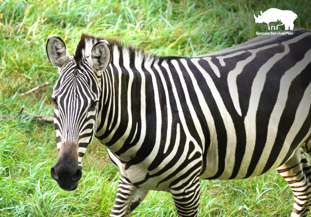 Grant's Zebra - SSP