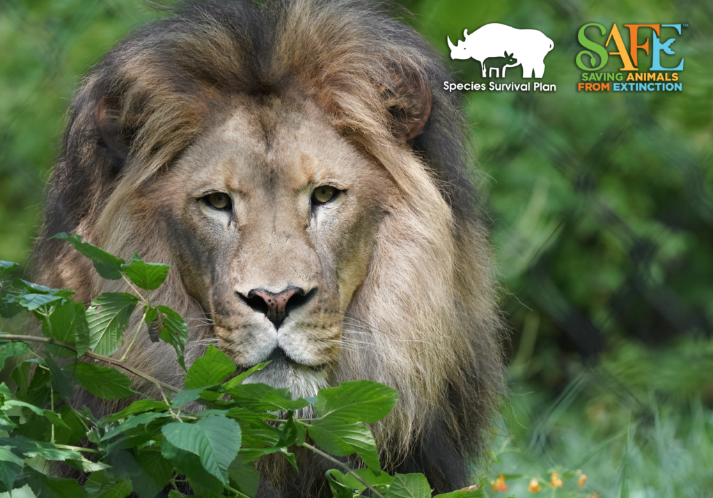 Lion-SAFE