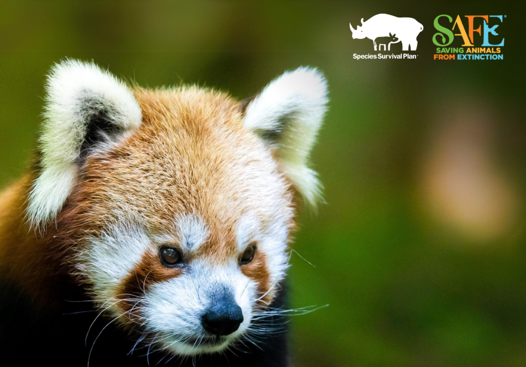 Red Panda SSP & SAFE