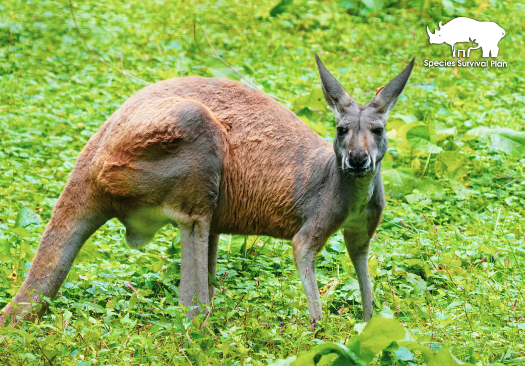 Red-kangaroo-SSP