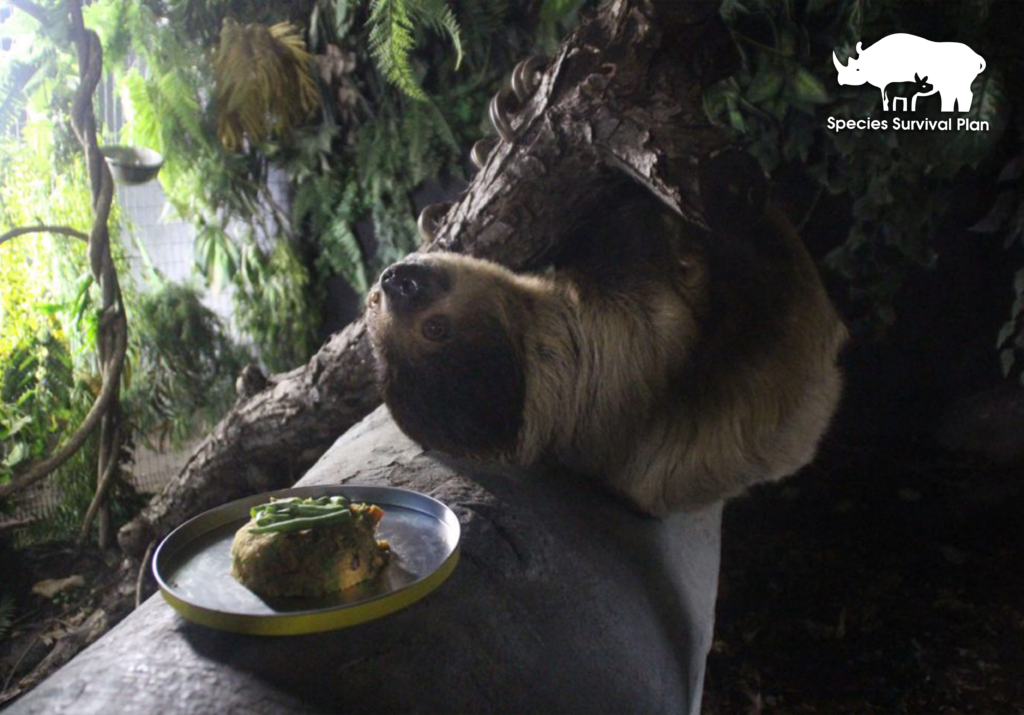 Sloth-SSP