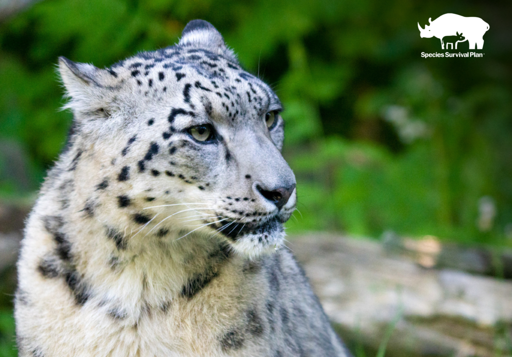 Snow Leopard - SSP