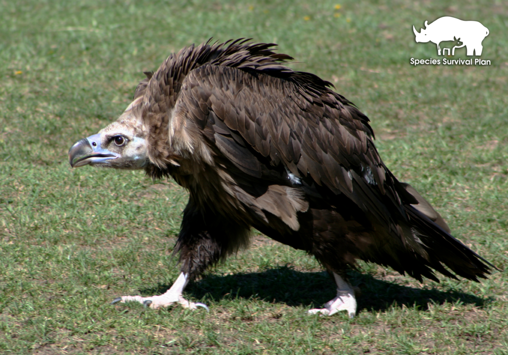 Vulture-SSP