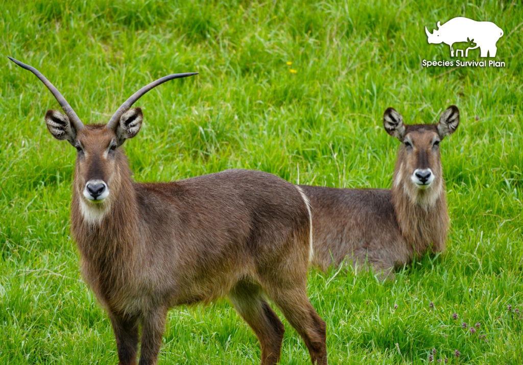 Waterbuck-SSP