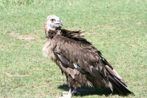 Vulture-4