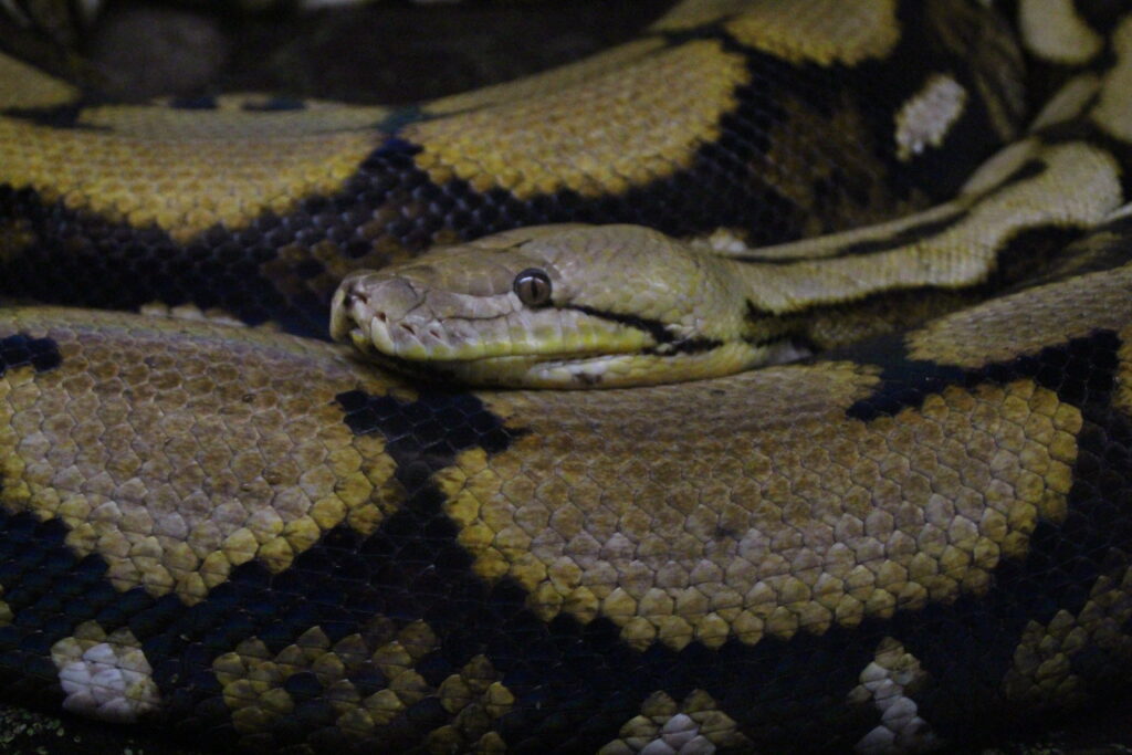Reticulated-Python