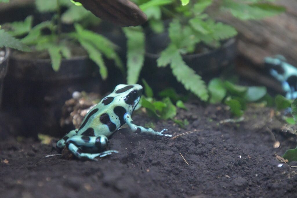 green-poison-frog