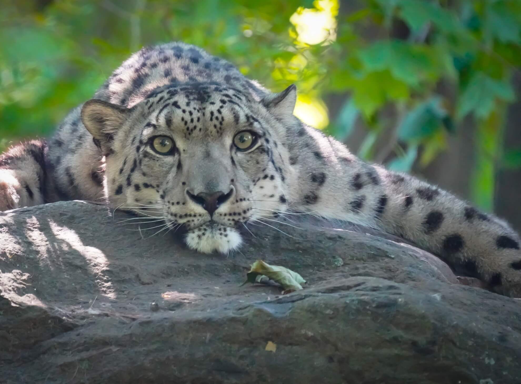cheetah