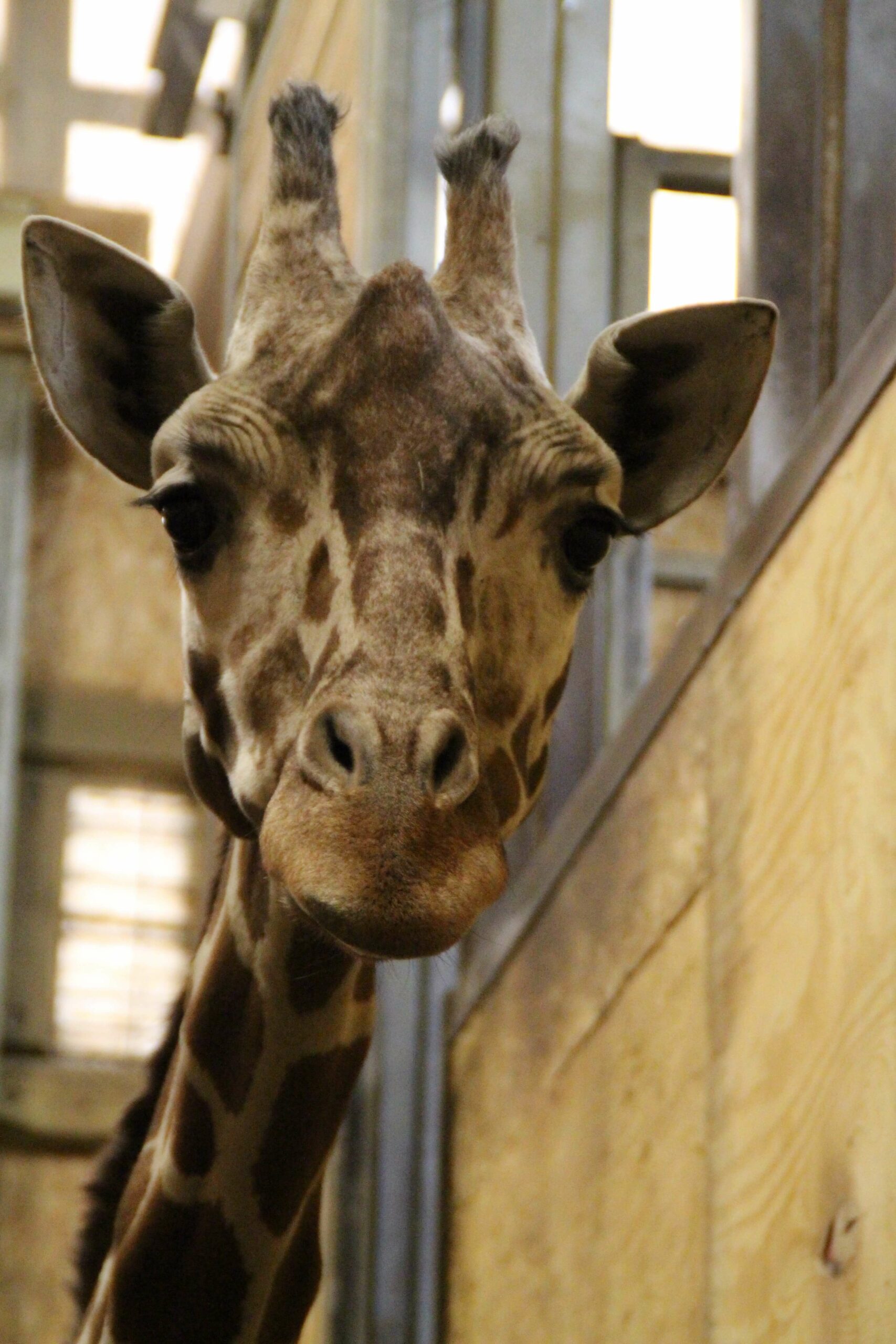 giraffe