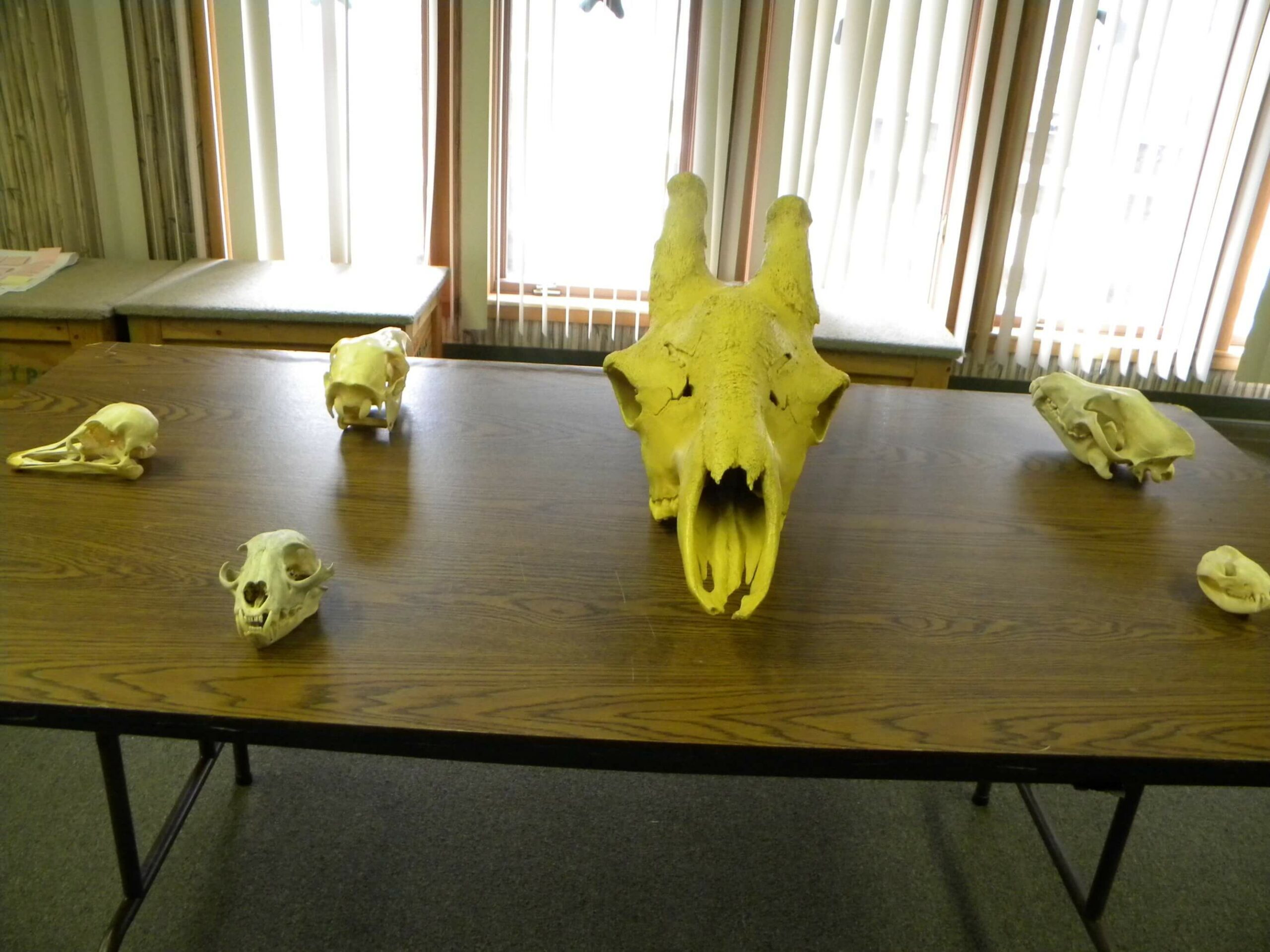 skulls