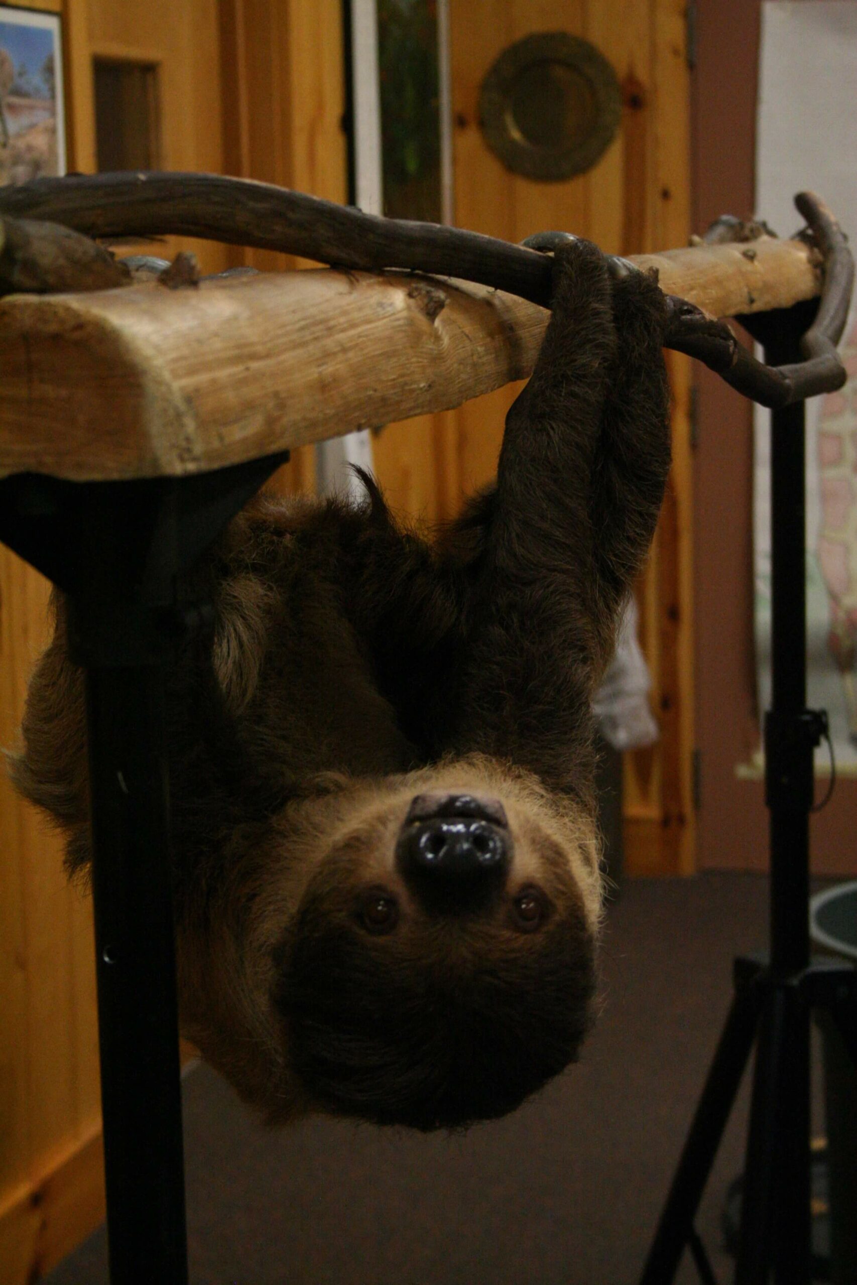 sloth