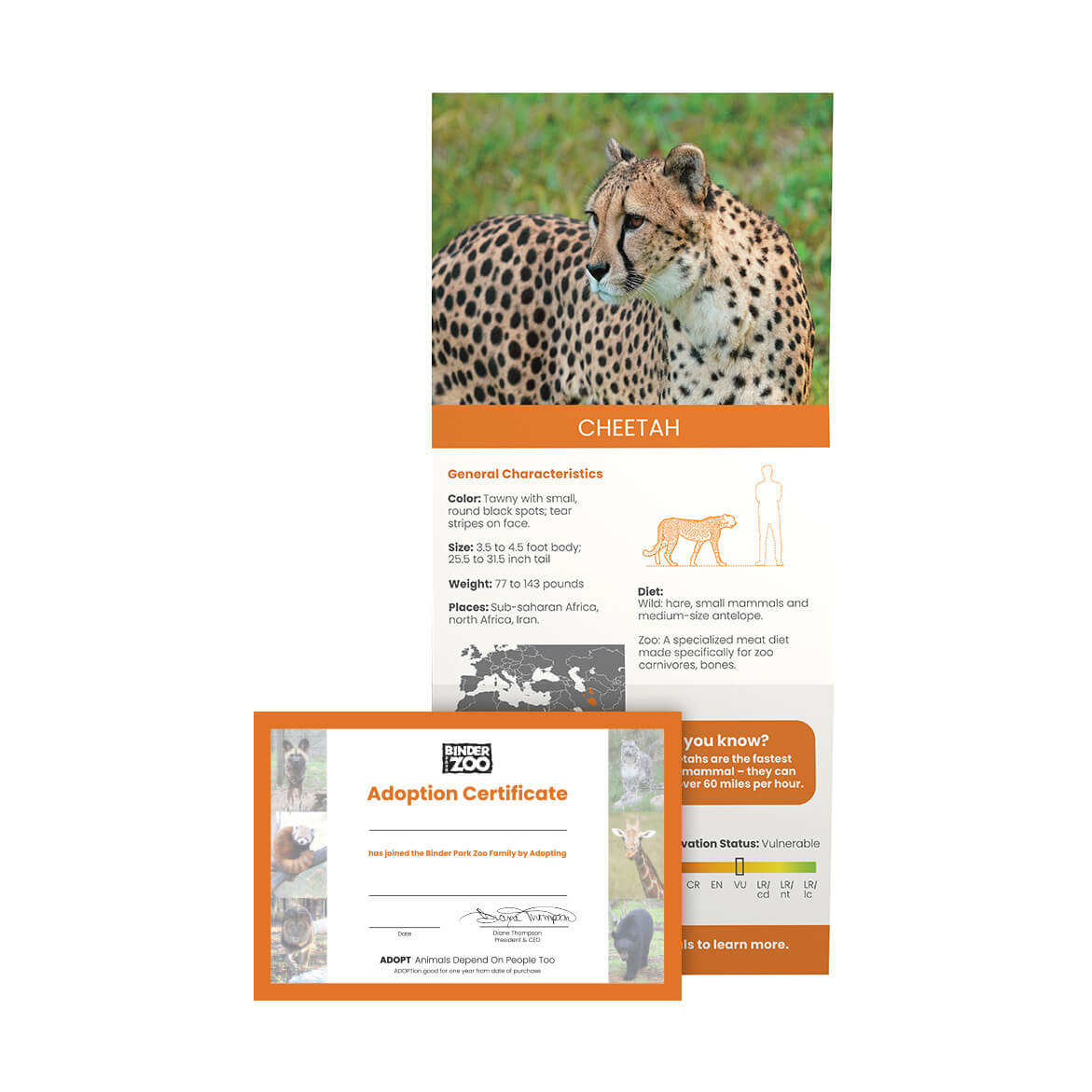 cheetah-adopt-website-image_no-plush Cheetah fact sheet and adoption certificate