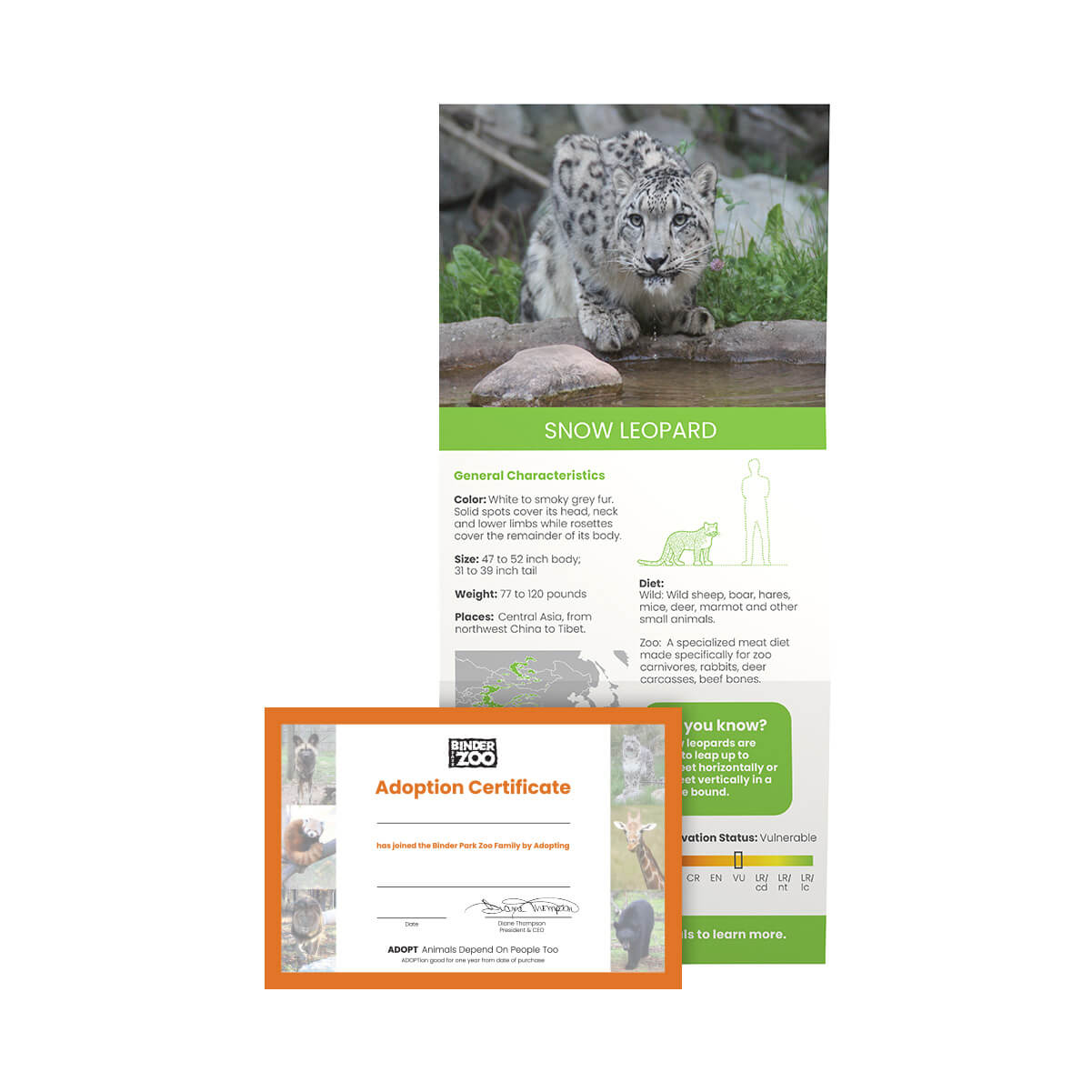 snow-leopard-adopt-website-image_no-plush Snow leopard fact sheet and adoption certificate