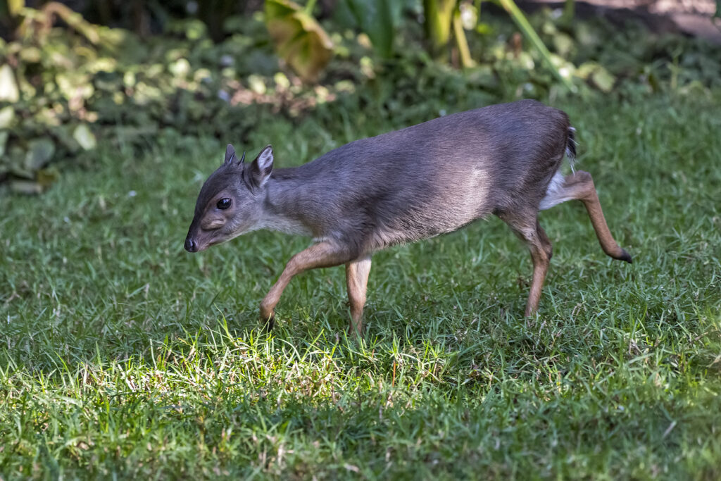 Blue Duiker