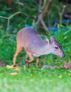Blue Duiker
