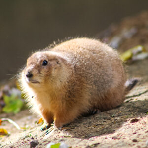 Male Prairie Dog