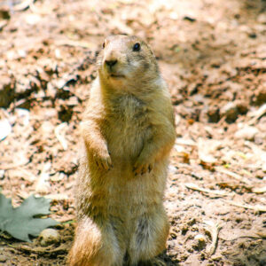 Female Prairie Dog