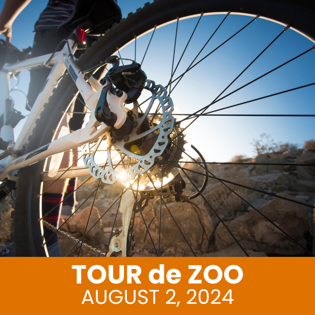 Tour de Zoo