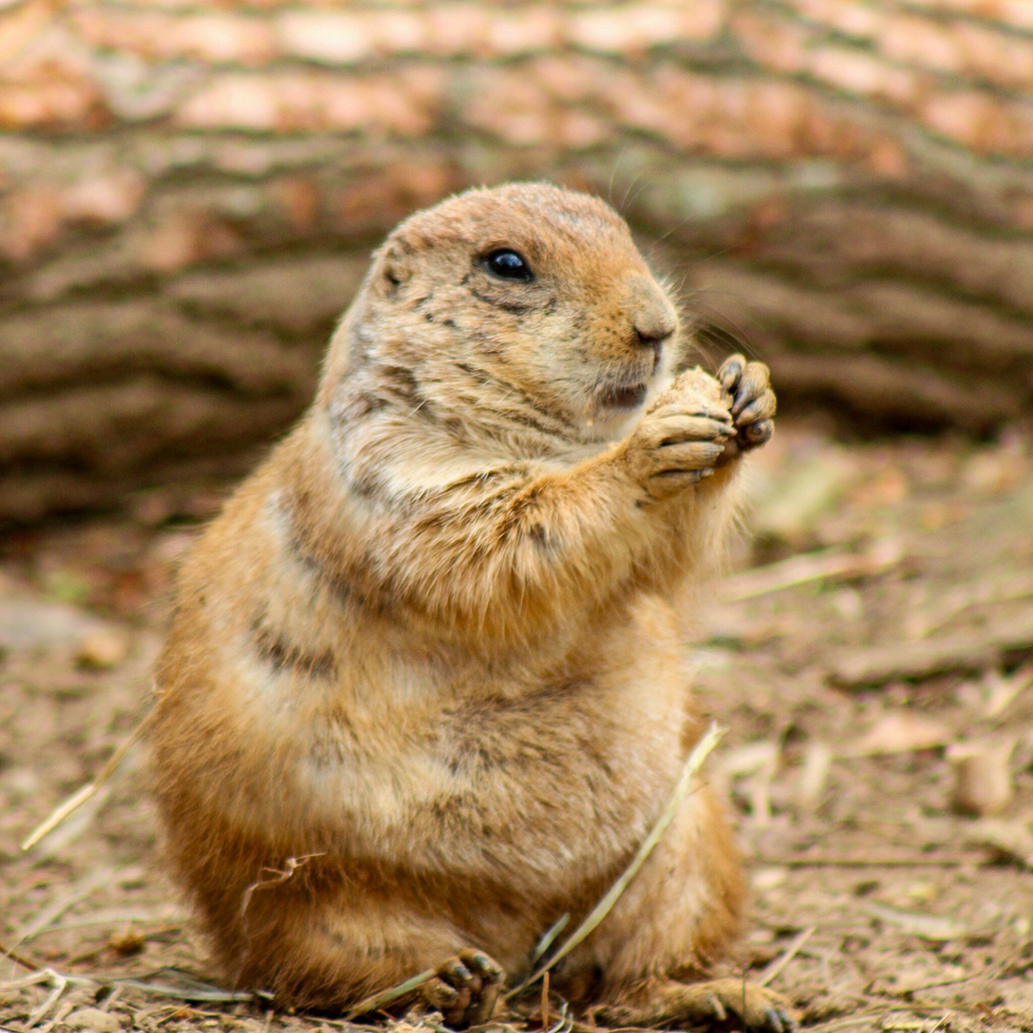 Prairie Dog 6 - Female