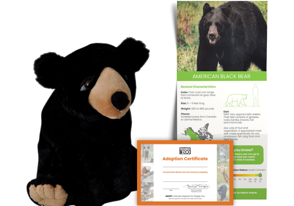 American Black Bear Adopt