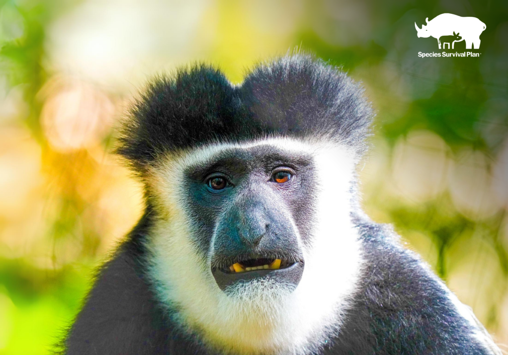 Black & White Colobus - SSP
