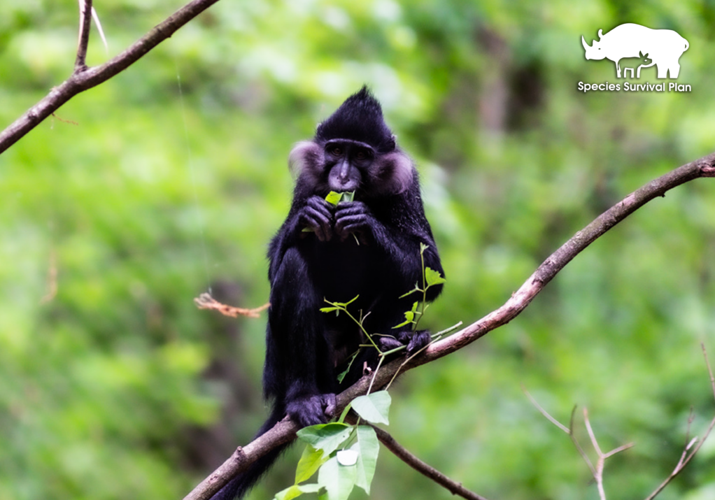 Black-mangabey-SSP