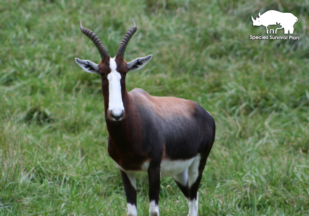 Bontebok-SSP