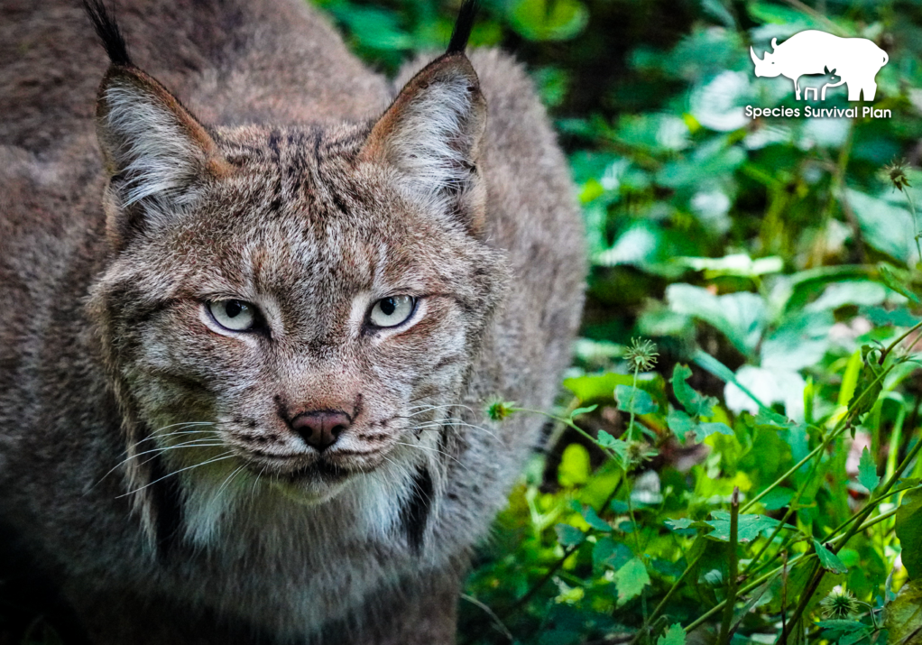 Canada-lynx-SSP
