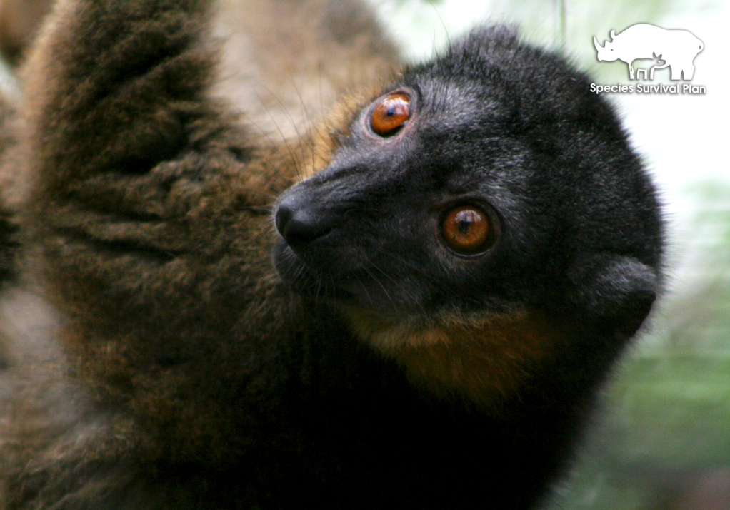 Collared-Brown-LemurSSP