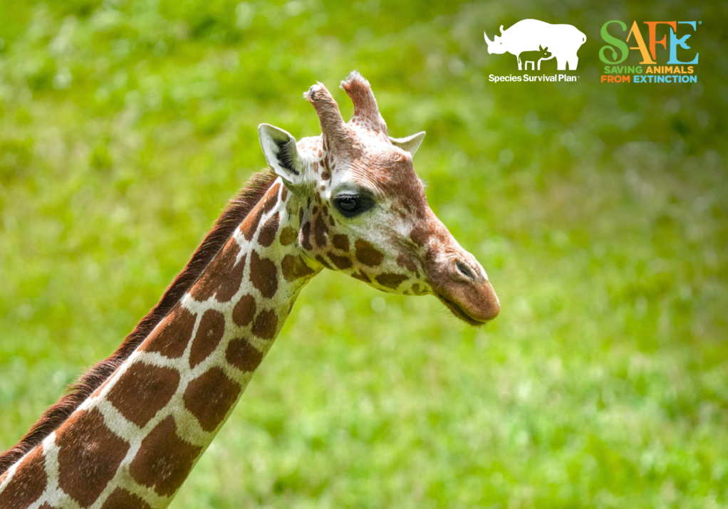 Giraffe SSP & SAFE