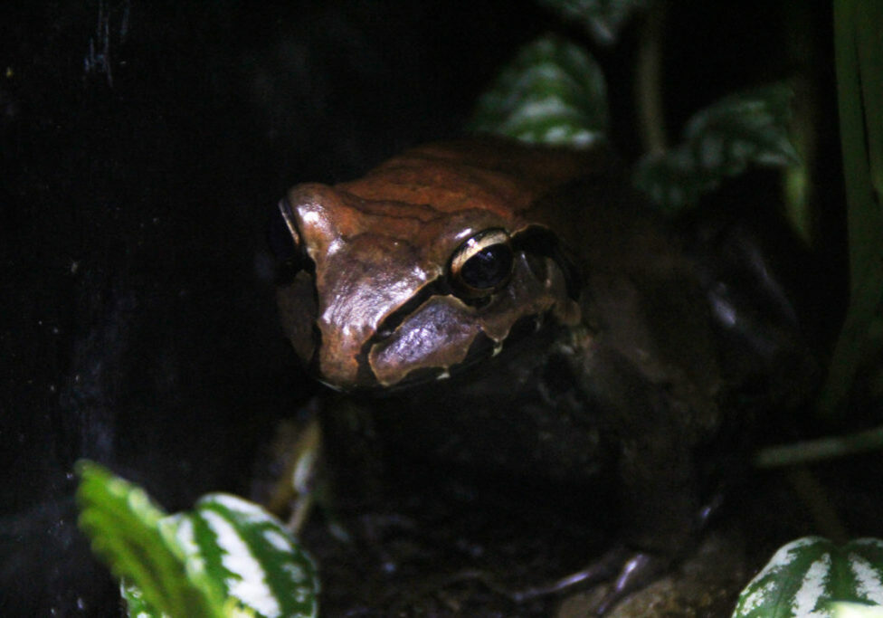 Smoky Frog 2