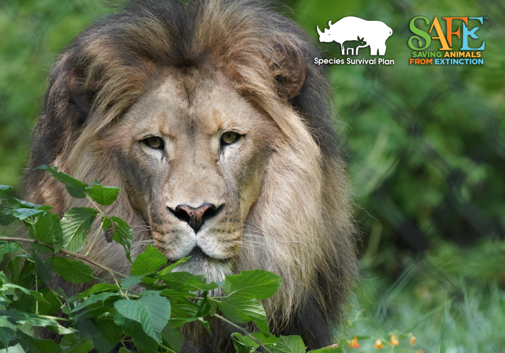 Lion-SAFE
