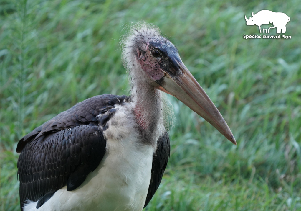 Marabou-stork-SSP