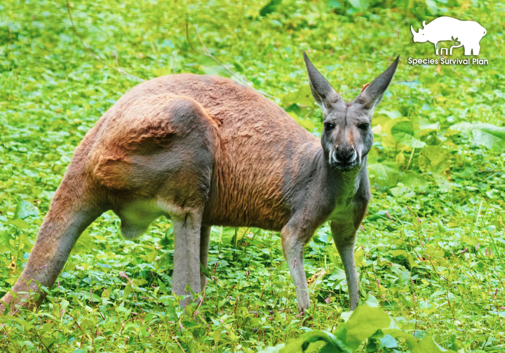 Red-kangaroo-SSP