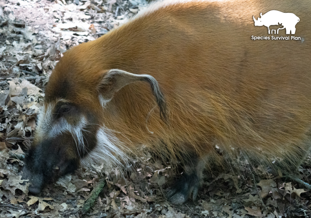 Red-river-hog-SSP