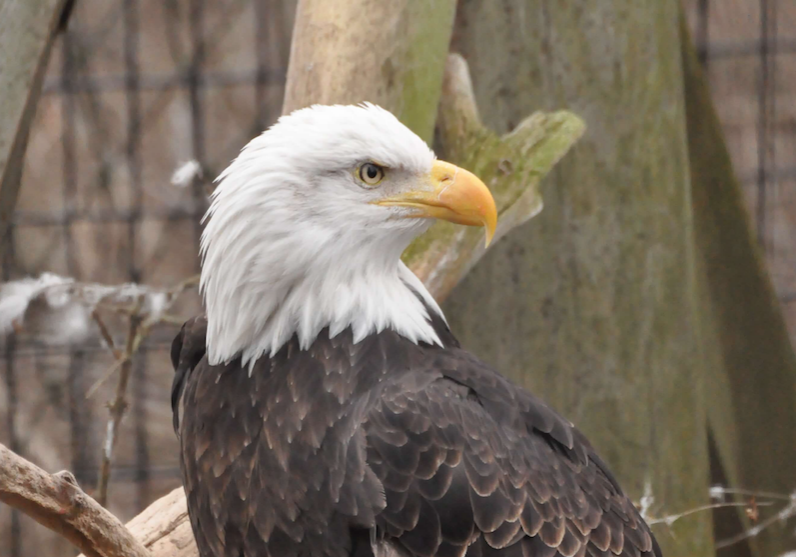 Bald Eagle 100