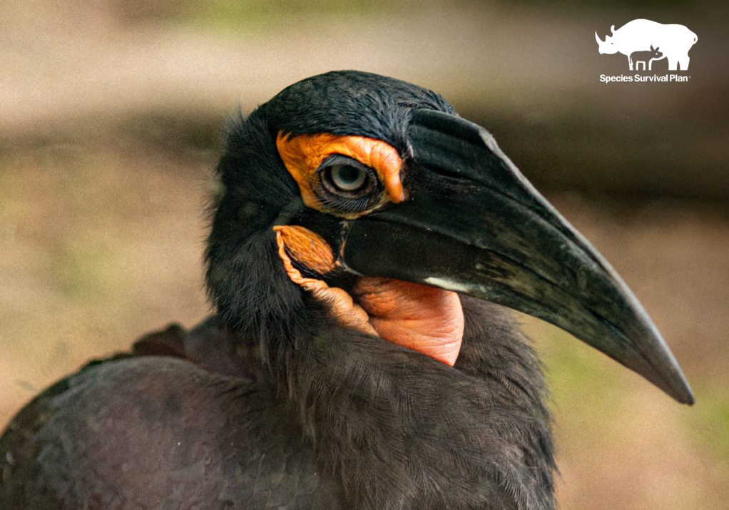 Southern Ground Hornbill - SSP