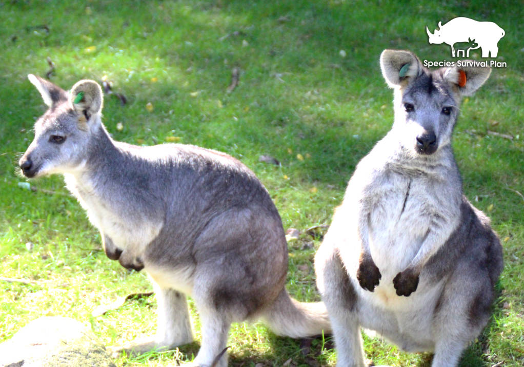 Wallaby-SSP