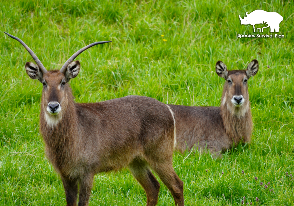 Waterbuck-SSP