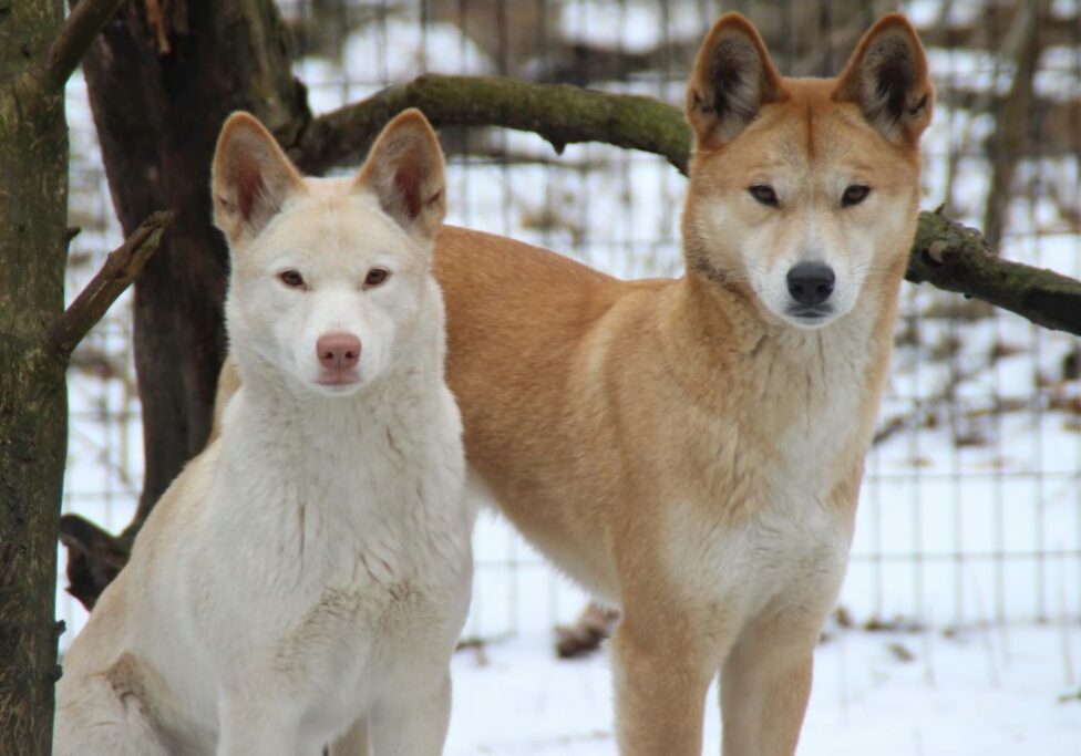 australian dingo 4