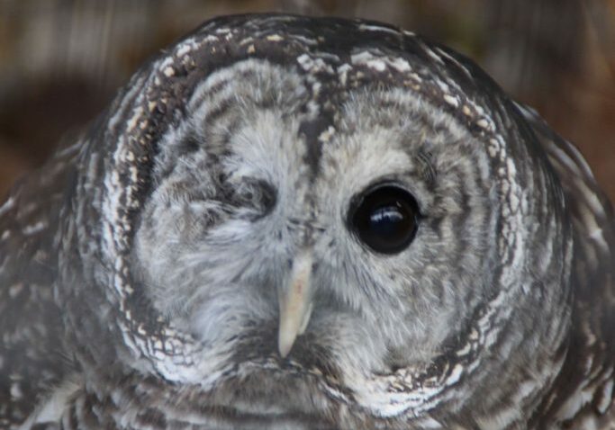 barred owl 1