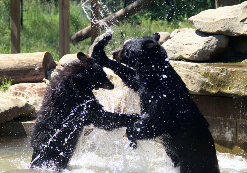 blackbearsheenakalamkiewicz